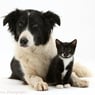CatAndDogLover