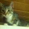 henriette83