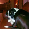 Spagsmageren