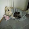 Chenette