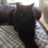 Fantahund