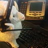 computerkat