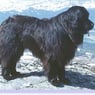 Newfoundland