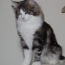 birgitte75