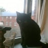 birdy2009dk9