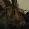 misscruella