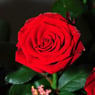 Lillerose