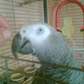 Bella1993