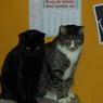 katten65