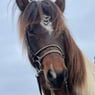 Odin2