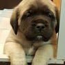 mastiff