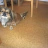 fido6