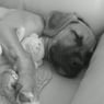 pitbull2635