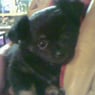 stiniboy