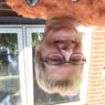 kakkerdue