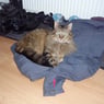 Tj2009