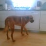 sanne74
