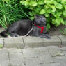 paddemamma