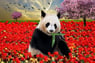 Panda1953