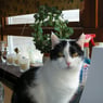Clarissa2007