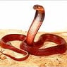 RedCobra