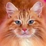 tobyninus