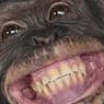 8chimchim8