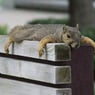 softmouse