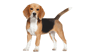 Hellelj1982