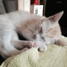 signe12321