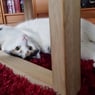 Rozitta