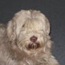 Balu006