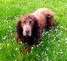 lolpigen1996
