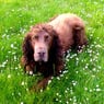 lolpigen1996