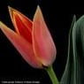 tulipannr1