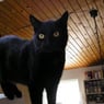 ofelia