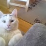 spot
