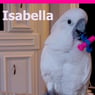 isabelladk