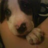 tippy2008