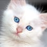 BlueCatje