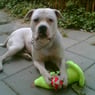 Zemba