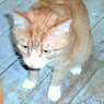 wollekat