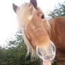 lallehot