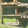 MistyGuinea
