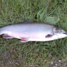 fisken30