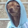 ViggoDog
