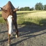 sylfidedk