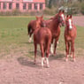 Hestemand58
