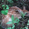 bambi53
