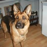 Xasha
